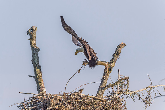 Bald_eagle_Homer_2015_3