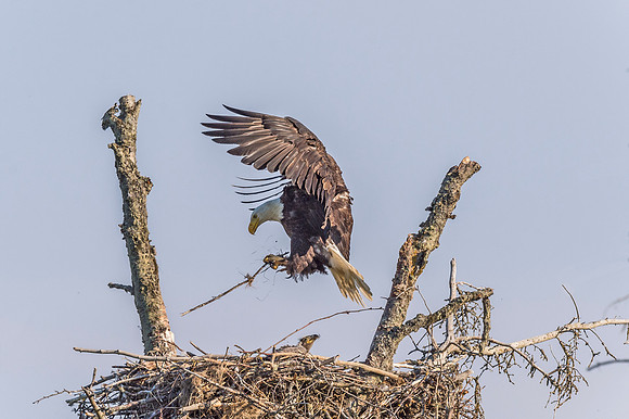 Bald_eagle_Homer_2015_4