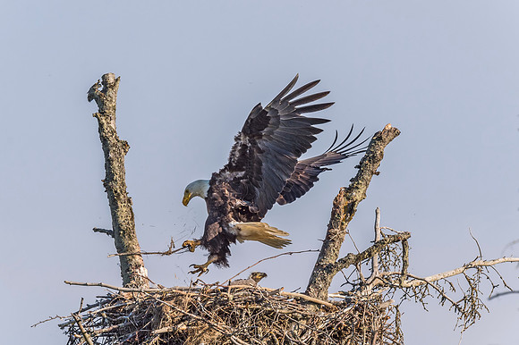 Bald_eagle_Homer_2015_5