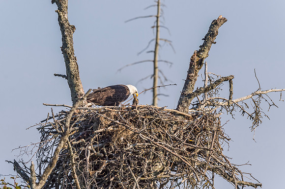 Bald_eagle_Homer_2015_8