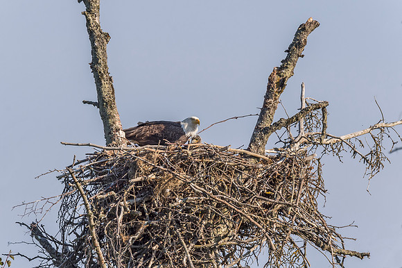 Bald_eagle_Homer_2015_9