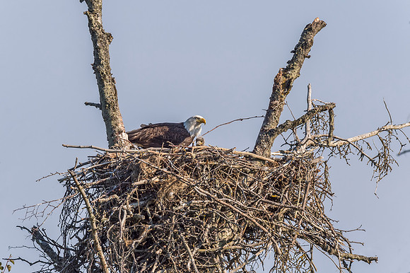 Bald_eagle_Homer_2015_10