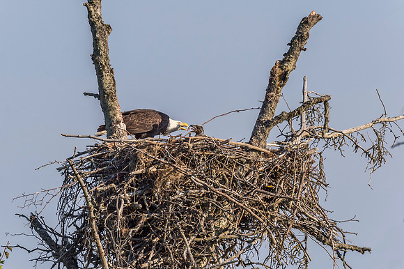 Bald_eagle_Homer_2015_11