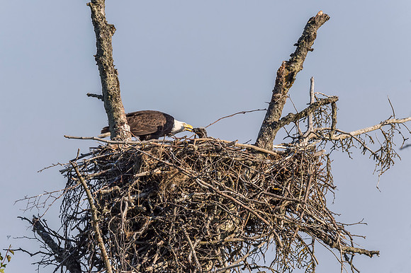 Bald_eagle_Homer_2015_12