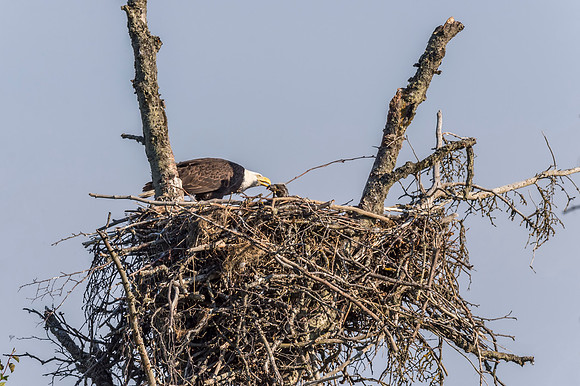 Bald_eagle_Homer_2015_14