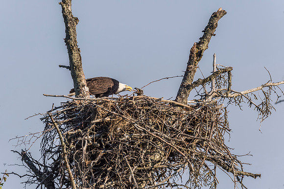 Bald_eagle_Homer_2015_13