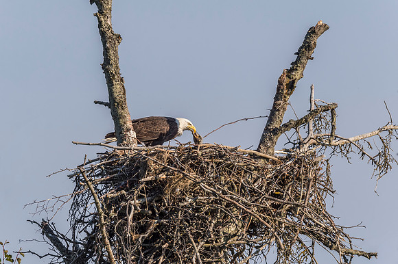Bald_eagle_Homer_2015_16