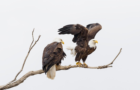 Bald_eagle_Hygiene_2014_3