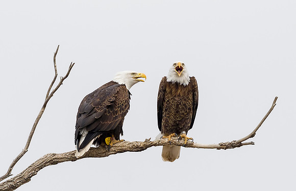 Bald_eagle_Hygiene_2014_5