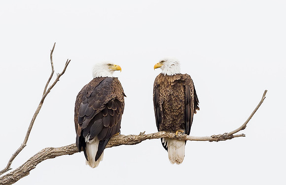 Bald_eagle_Hygiene_2014_6