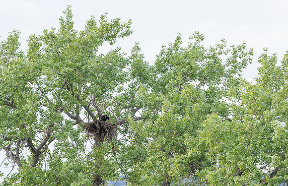 Bald_eagle_Hygiene_2015_1