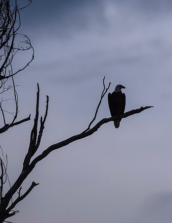 Bald_eagle_Hygiene_2015_2