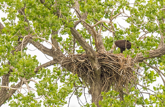 Bald_eagle_Hygiene_2016_2