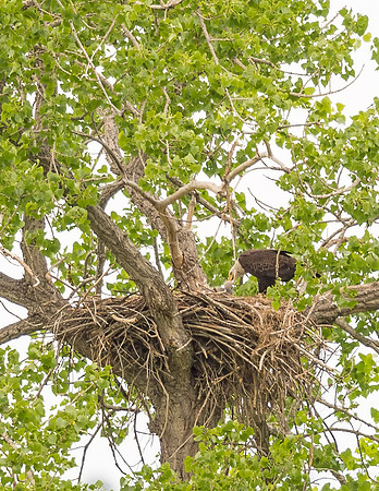 Bald_eagle_Hygiene_2016_1