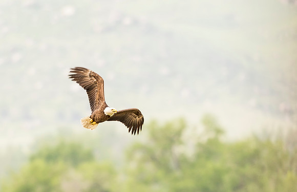 Bald_eagle_Hygiene_2016_3