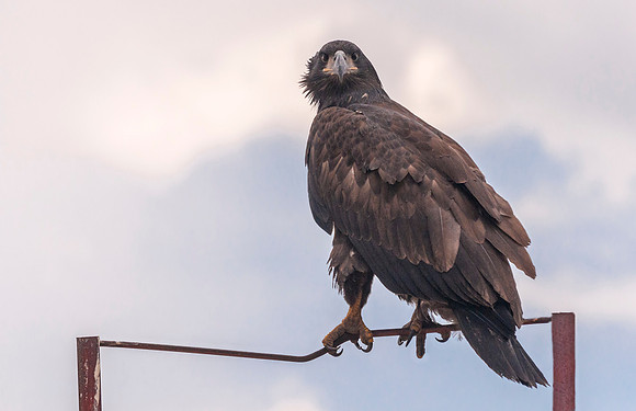 Bald_eagle_Hygiene_2012_1