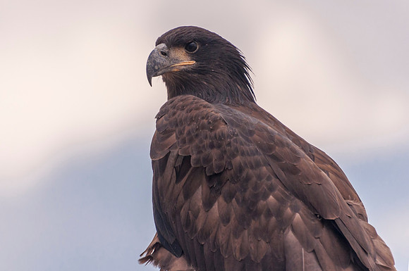 Bald_eagle_Hygiene_2012_2