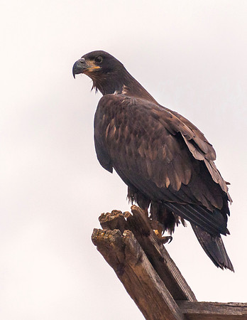 Bald_eagle_Hygiene_2012_3