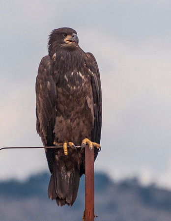 Bald_eagle_Hygiene_2012_4