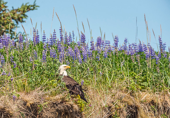 Bald_eagle_Lake_Clark_2016_4