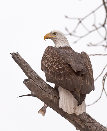 Bald_eagle_Lake_McConaughy_1