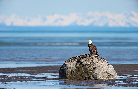 Bald_eagle_LCNP_2016_1