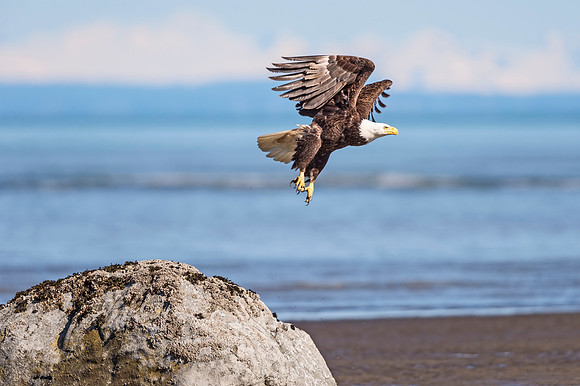 Bald_eagle_LCNP_2016_2