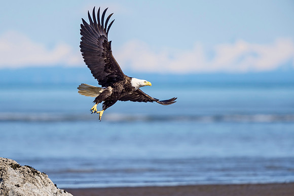 Bald_eagle_LCNP_2016_3