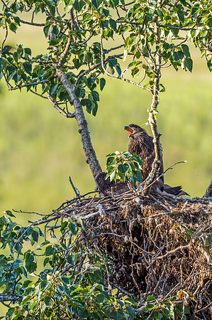 Bald_eagle_Potter_Marsh_2016_1