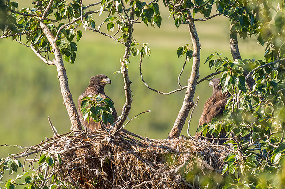 Bald_eagle_Potter_Marsh_2016_2