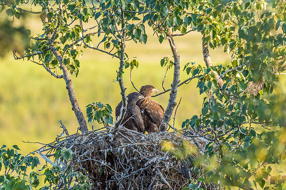 Bald_eagle_Potter_Marsh_2016_3