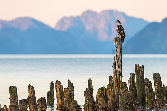 Bald_eagle_Seward_2013_1