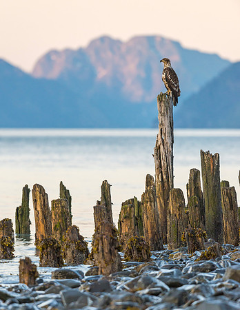 Bald_eagle_Seward_2013_2