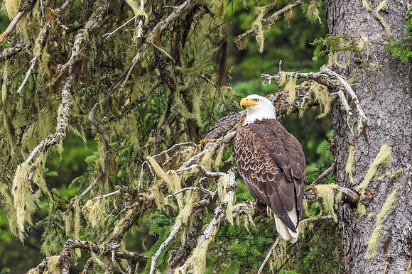 Bald_eagle_Seward_2016_1