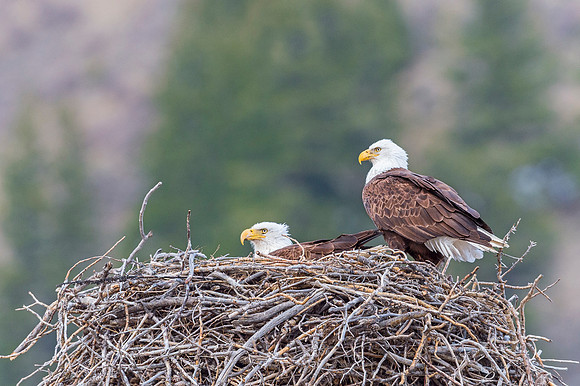 Bald_eagle_Silverthorne_1
