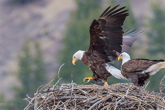 Bald_eagle_Silverthorne_2