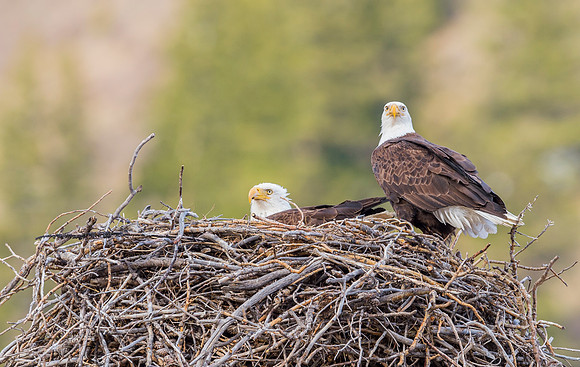 Bald_eagle_Silverthorne_3