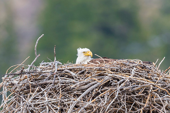Bald_eagle_Silverthorne_4