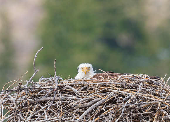 Bald_eagle_Silverthorne_5
