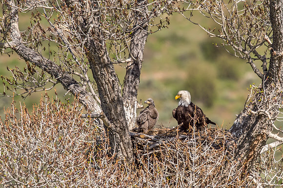 Bald_eagle_Silverthorne_2016_2