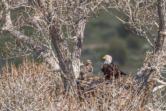 Bald_eagle_Silverthorne_2016_3
