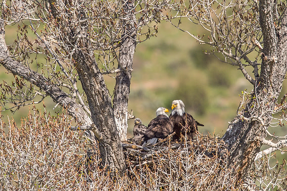 Bald_eagle_Silverthorne_2016_4