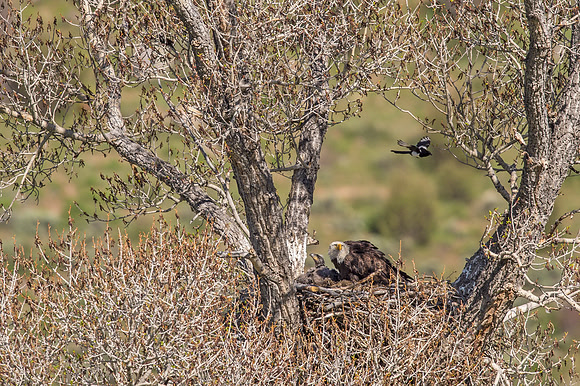 Bald_eagle_Silverthorne_2016_5