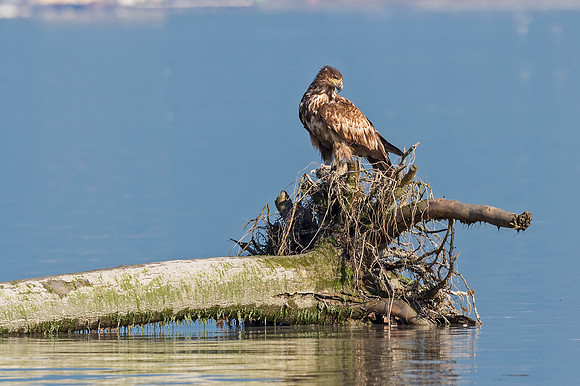 Bald_eagle_Valdez_2016_1