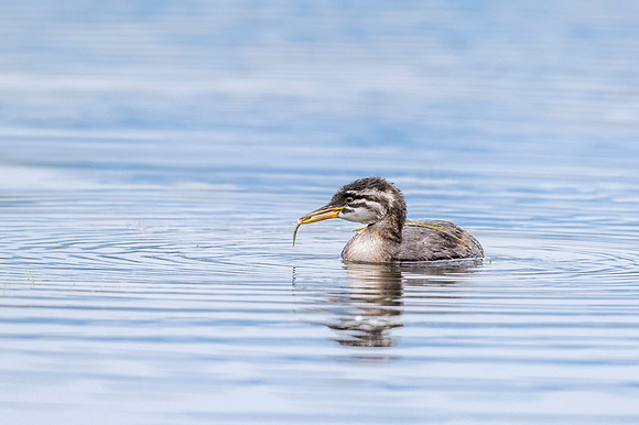 Red-necked_Grebe_2017_Palmer_Flats_2017_1