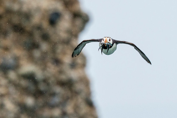 Horned_puffin_2017_2
