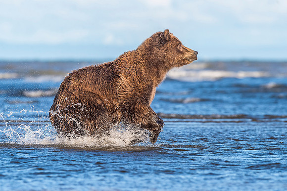 Brown_bear_LCNP_2017_19