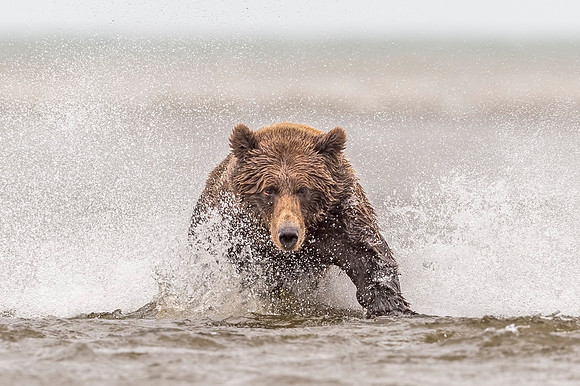 Brown_bear_LCNP_2017_21