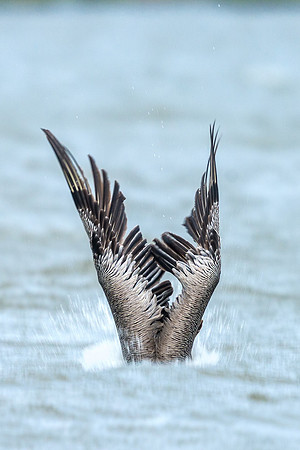 Brown_pelican_Grand_isle_2016_8