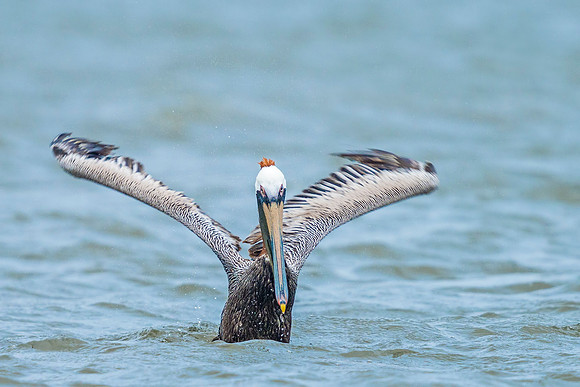 Brown_pelican_Grand_isle_2016_10